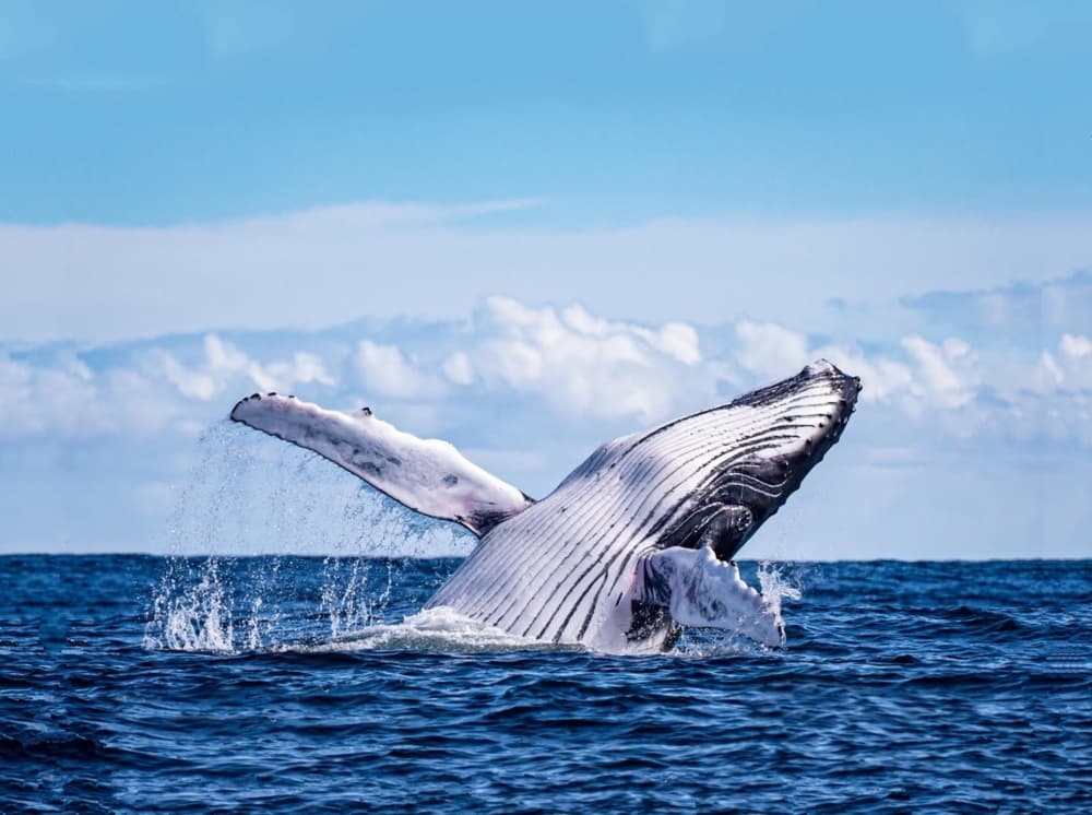A,Magnificent,Humpback,Whale,Emerges,Over,The,Blue,Water,Surface