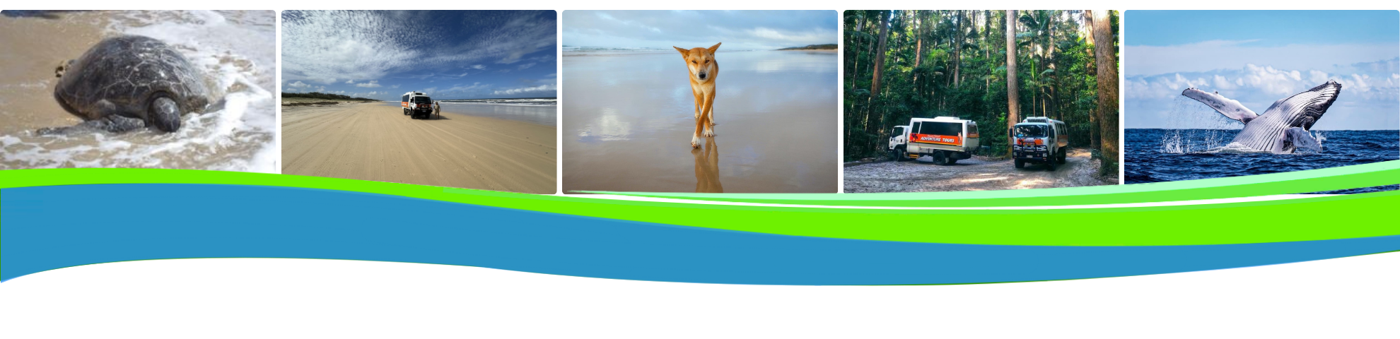 Collage: turtle on beach, sandy vehicle, giraffe on road, cars in forest, whale breaching.
