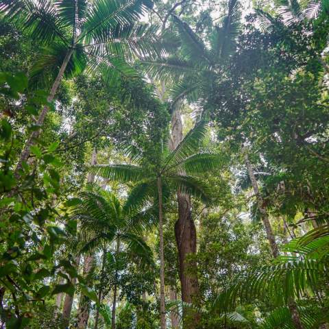 Tall palm trees and dense greenery in a tropical rainforest.