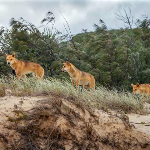 Three dingoes walking on a sandy hill with shrubs and trees in the background.