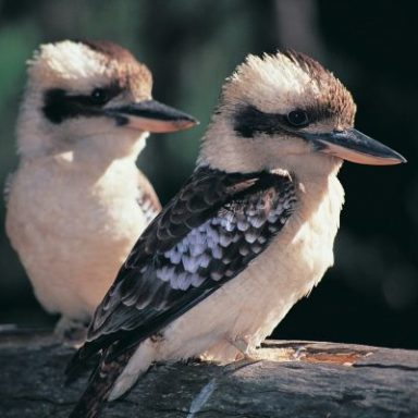 Two kookaburras perched on a branch in natural light.