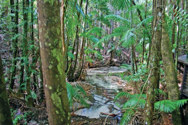Lush rainforest with a small stream and dense green foliage.