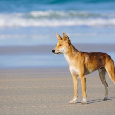 Dingo standing on a sandy beach with waves in the background.