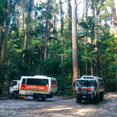 Two adventure tour trucks parked in a dense forest with tall trees.