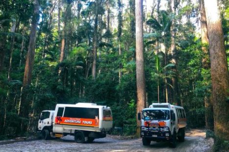 Two adventure tour trucks parked in a dense forest with tall trees.
