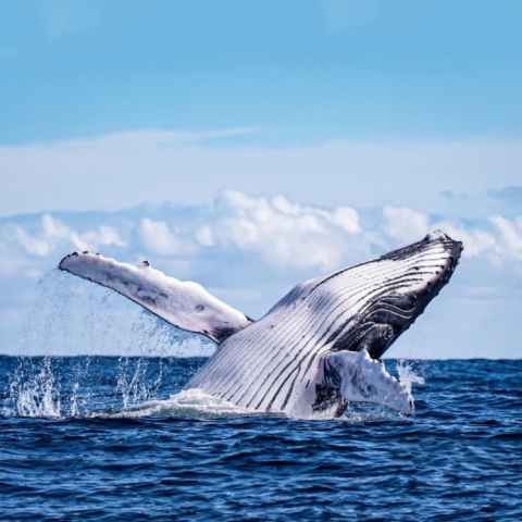 Humpback whale breaching with fins out in the ocean under a blue sky.