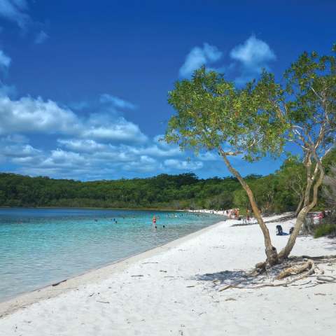 People enjoying a beach with turquoise water, white sand, and a tree under a clear blue sky.