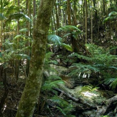 Dense tropical forest with ferns and tall trees, and a person on a wooden path.