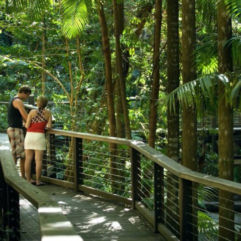 Two people standing on a wooden boardwalk in a lush forest.
