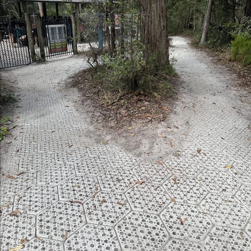 Hexagonal tile path through forest with trees and foliage.